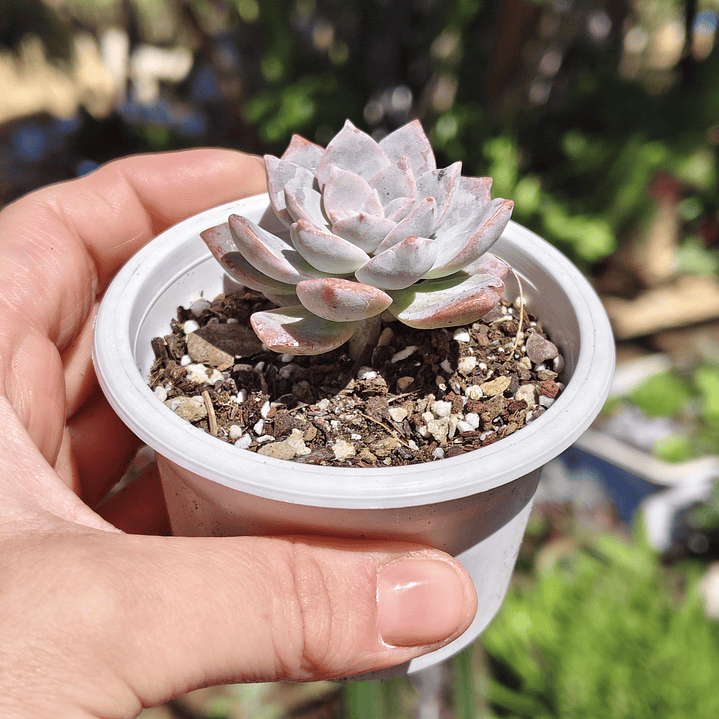 Graptoveria Milky Way 2