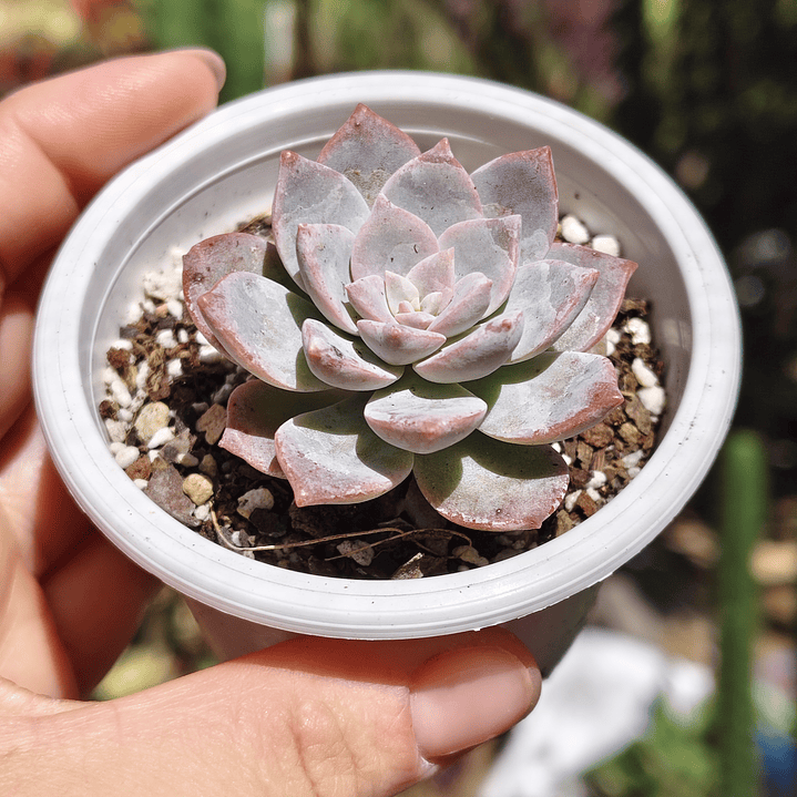 Graptoveria Milky Way 3