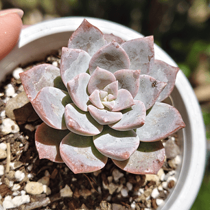 Graptoveria Milky Way
