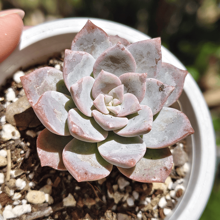Graptoveria Milky Way 1