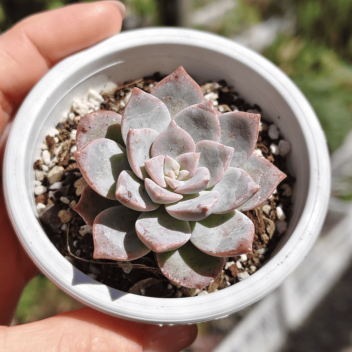 Graptoveria Milky Way 4