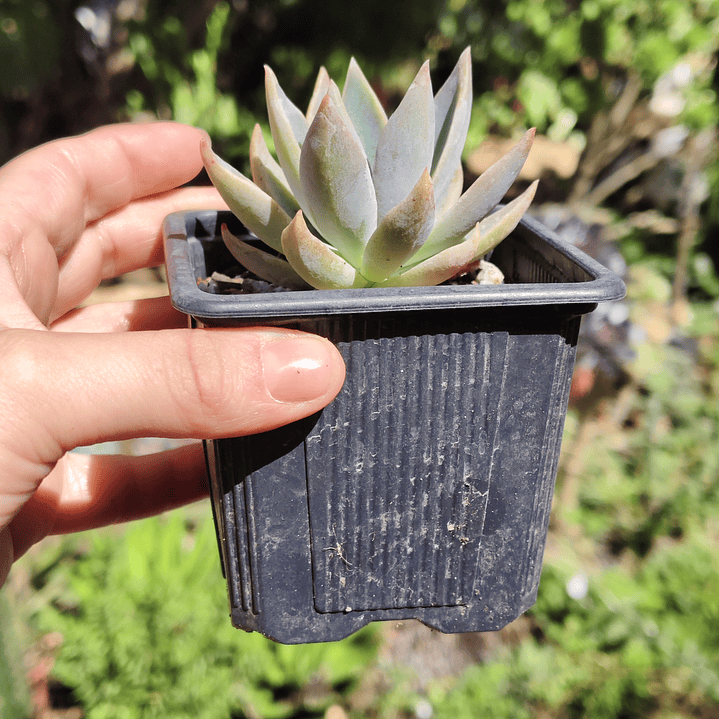 Graptoveria Water Lilly 5