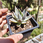 Graptoveria Water Lilly - Miniatura 11