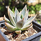 Graptoveria Water Lilly - Miniatura 9