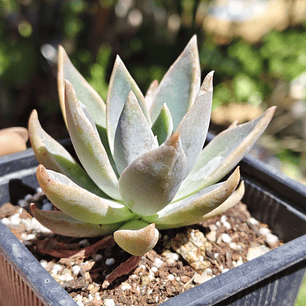 Graptoveria Water Lilly