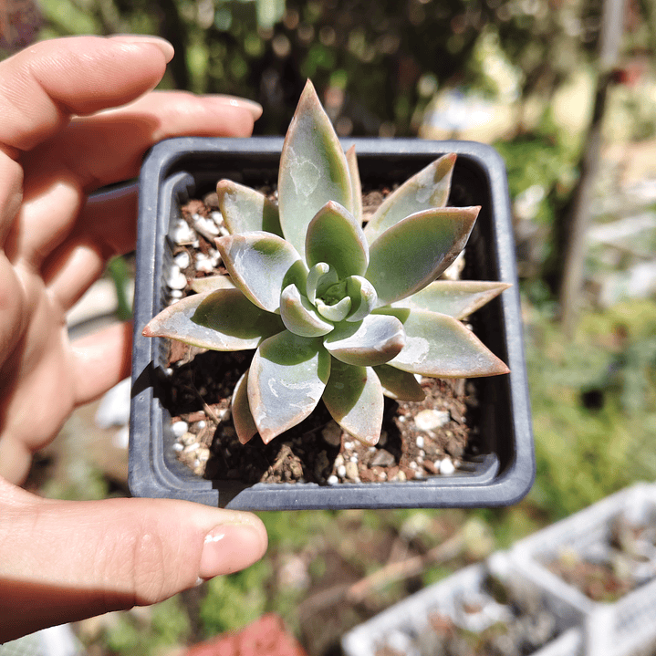 Graptoveria Water Lilly 8