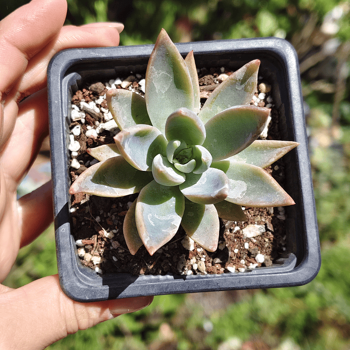 Graptoveria Water Lilly 3
