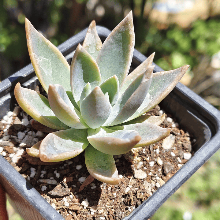 Graptoveria Water Lilly 4