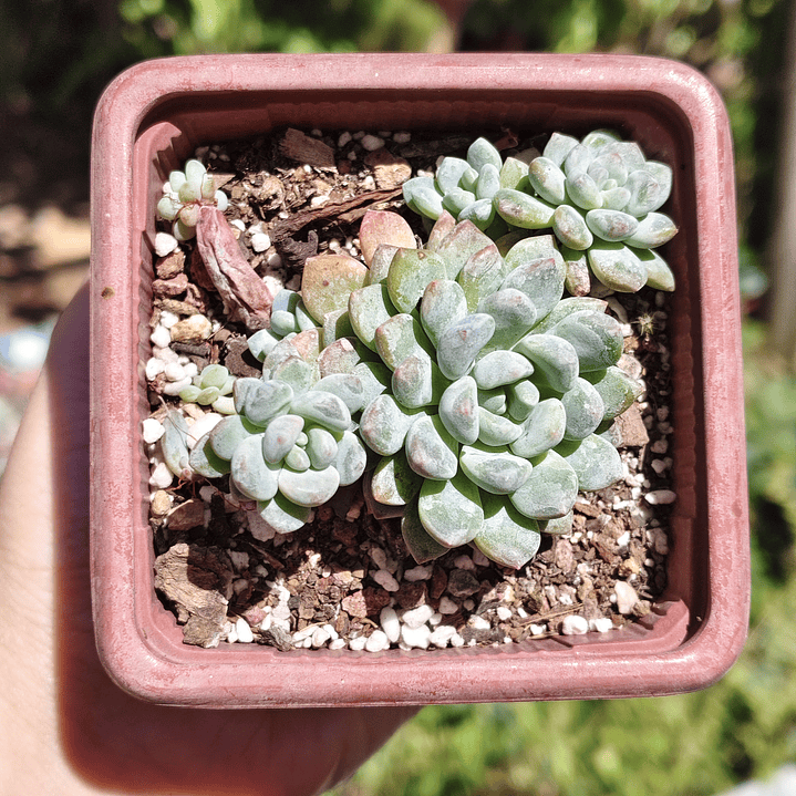 Echeveria Amoena 3