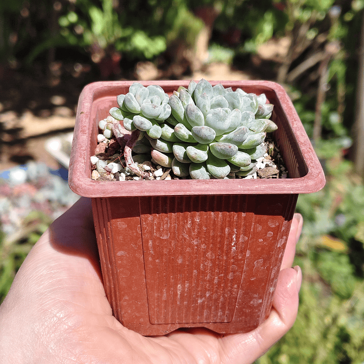 Echeveria Amoena 2
