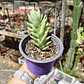Sedeveria Harry Butterfield - Miniatura 2