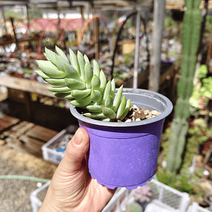 Sedeveria Harry Butterfield