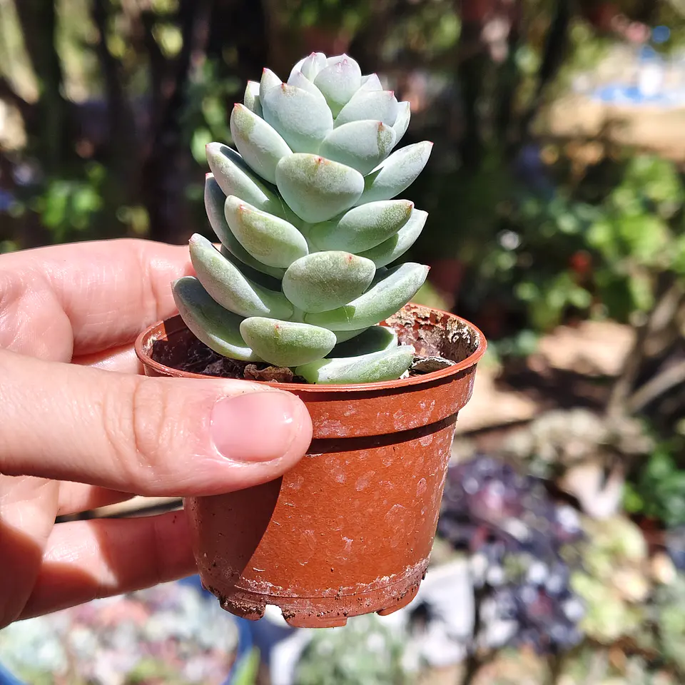 Sedeveria Spring Jade 1