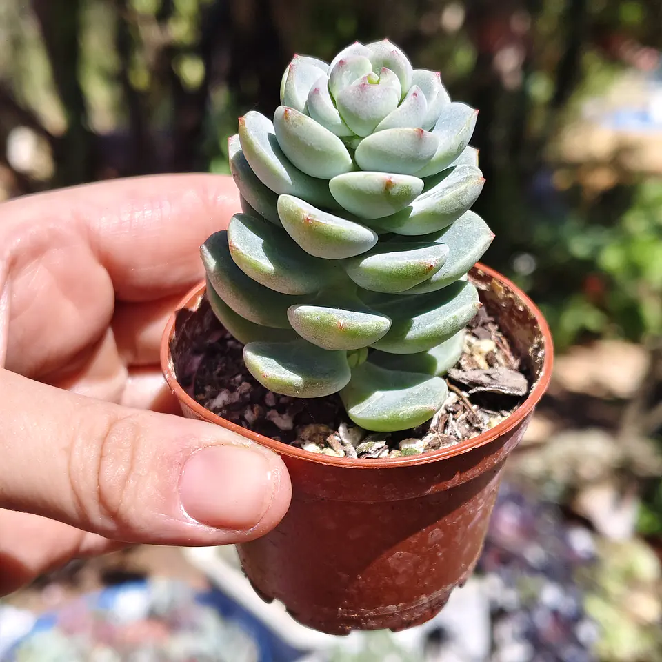 Sedeveria Spring Jade 4