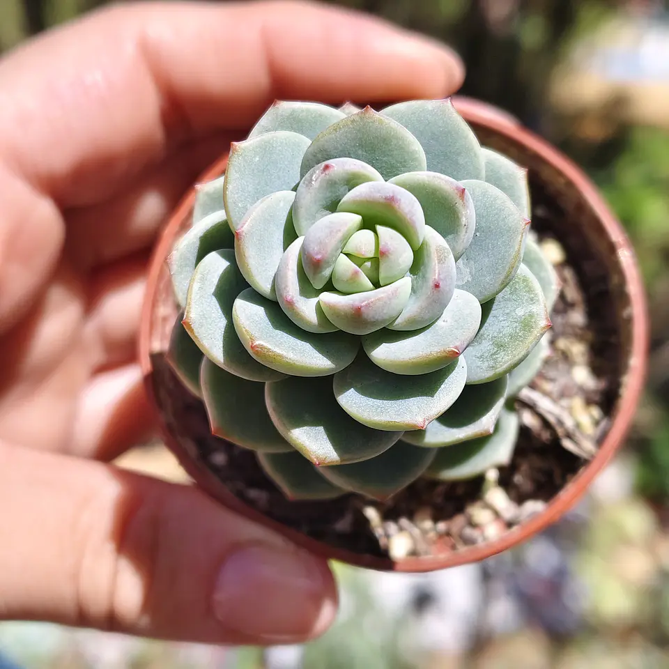 Sedeveria Spring Jade 3