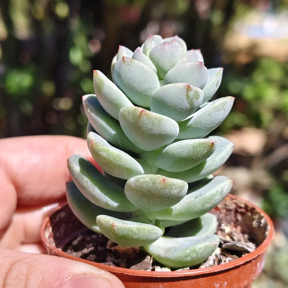 Sedeveria Spring Jade 2