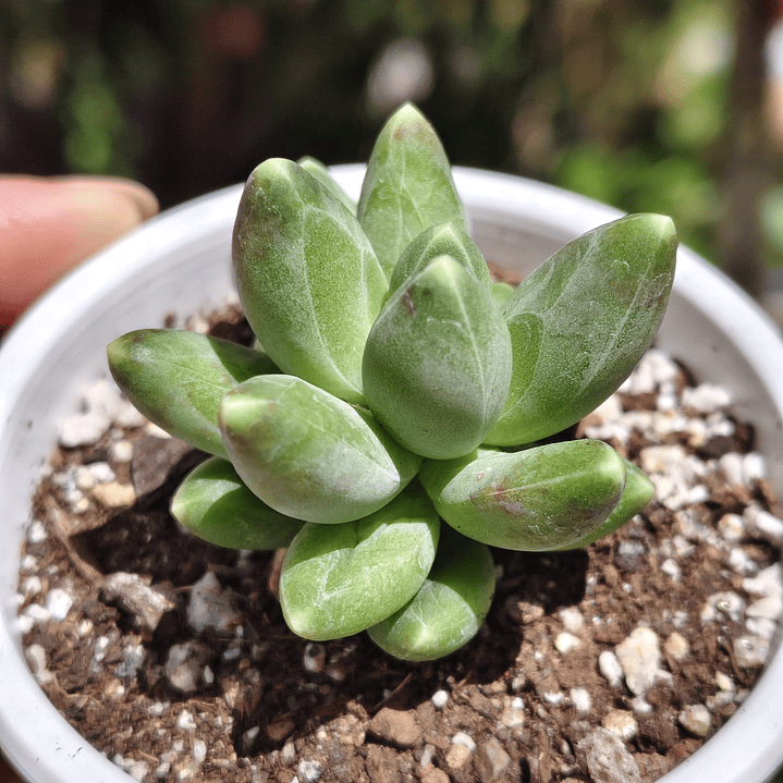 Pachyphytum Compactum  1