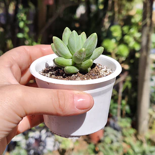 Pachyphytum Compactum 