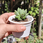 Pachyphytum Compactum  - Miniatura 2
