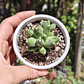 Pachyphytum Compactum  - Miniatura 6