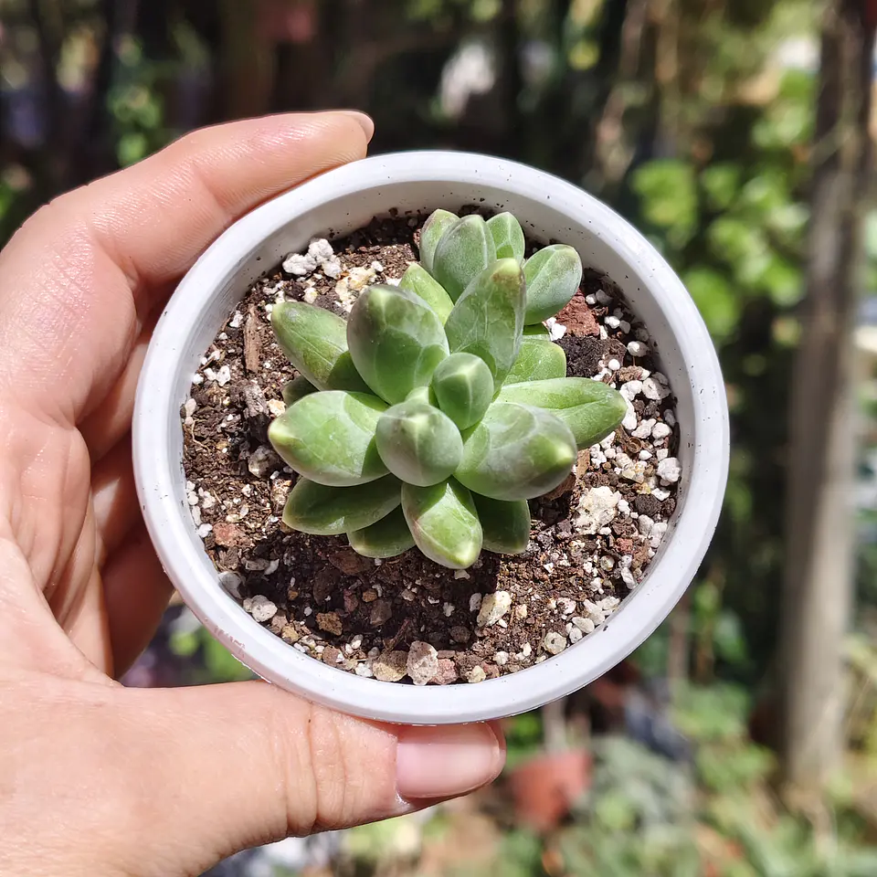 Pachyphytum Compactum  6