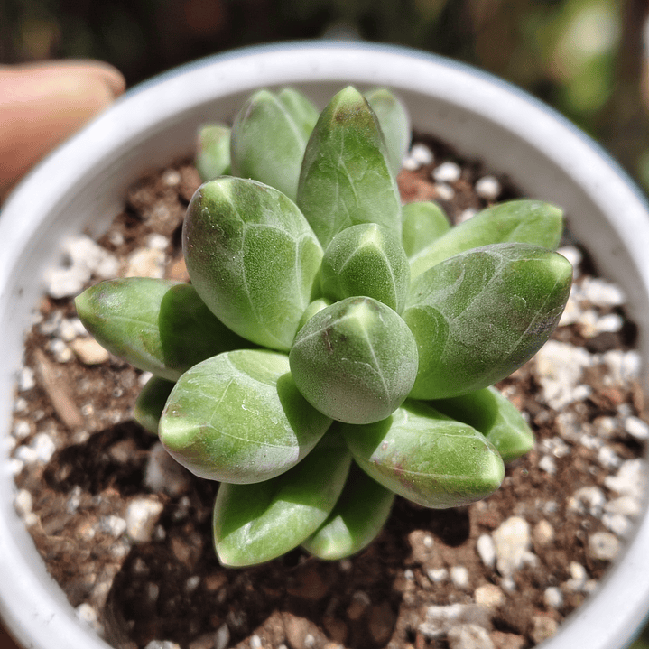Pachyphytum Compactum  4