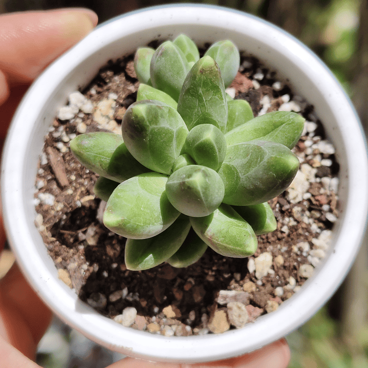Pachyphytum Compactum  3