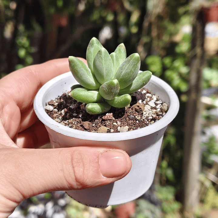 Pachyphytum Compactum  5