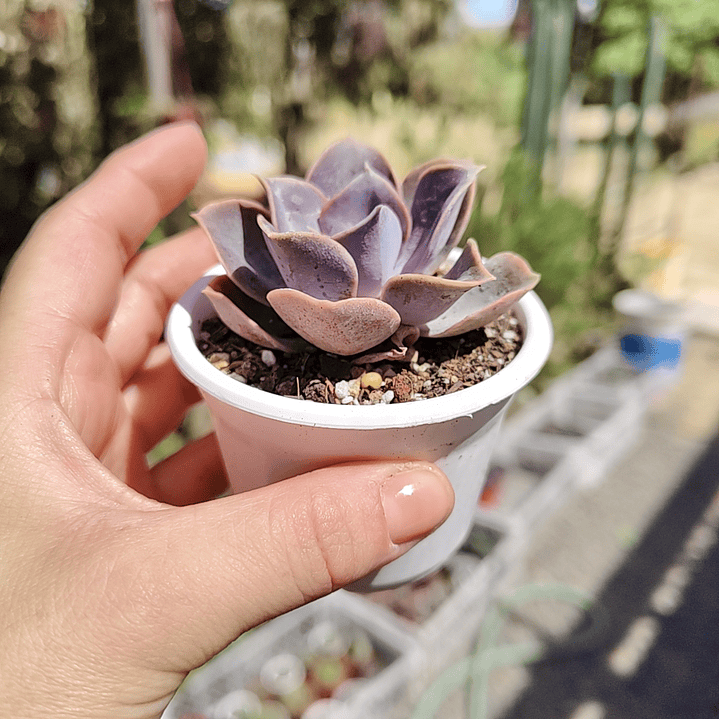 Echeveria Perle Von Nurnberg 2