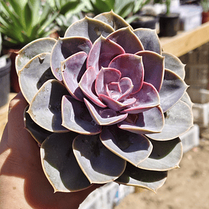 Echeveria Perle Von Nurnberg