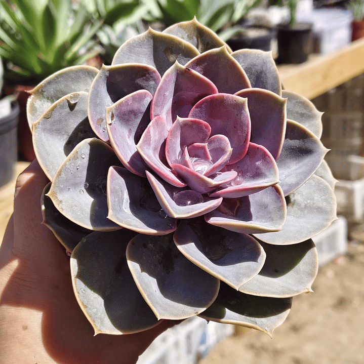 Echeveria Perle Von Nurnberg 1
