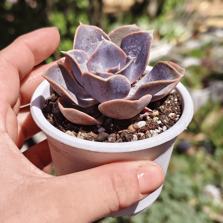 Echeveria Perle Von Nurnberg 5