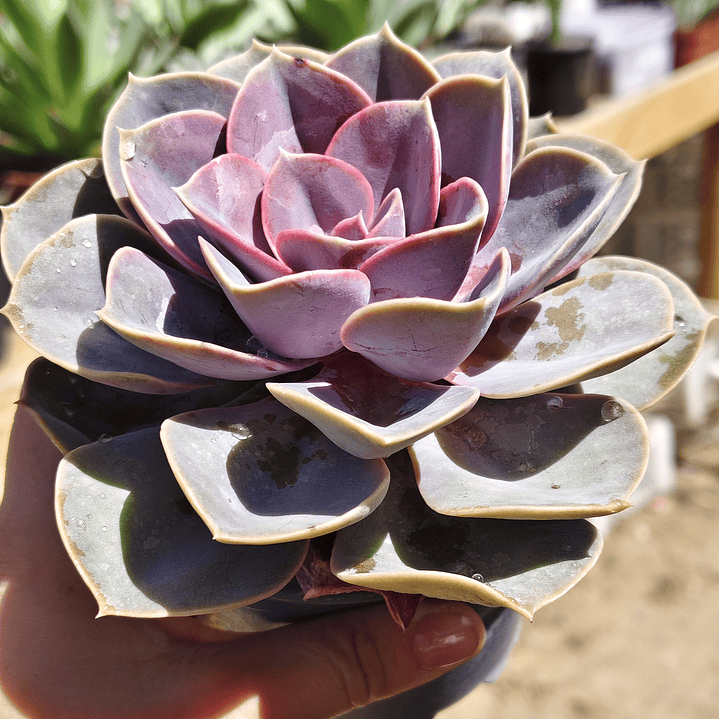 Echeveria Perle Von Nurnberg 6