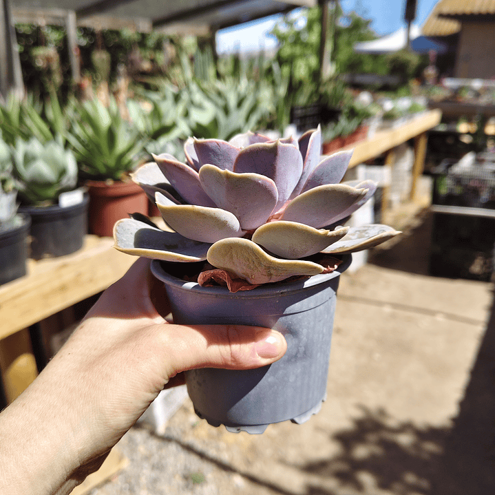 Echeveria Perle Von Nurnberg 7