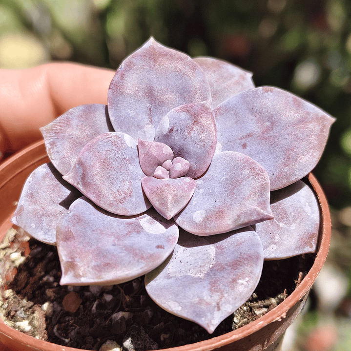 Graptopetalum Superbum 1