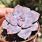 Graptopetalum Superbum - Miniatura 1