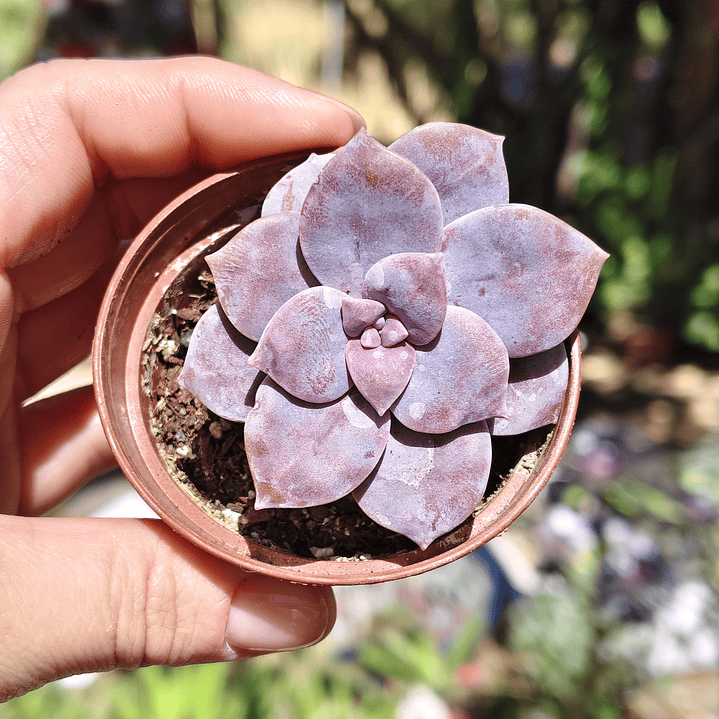 Graptopetalum Superbum 3