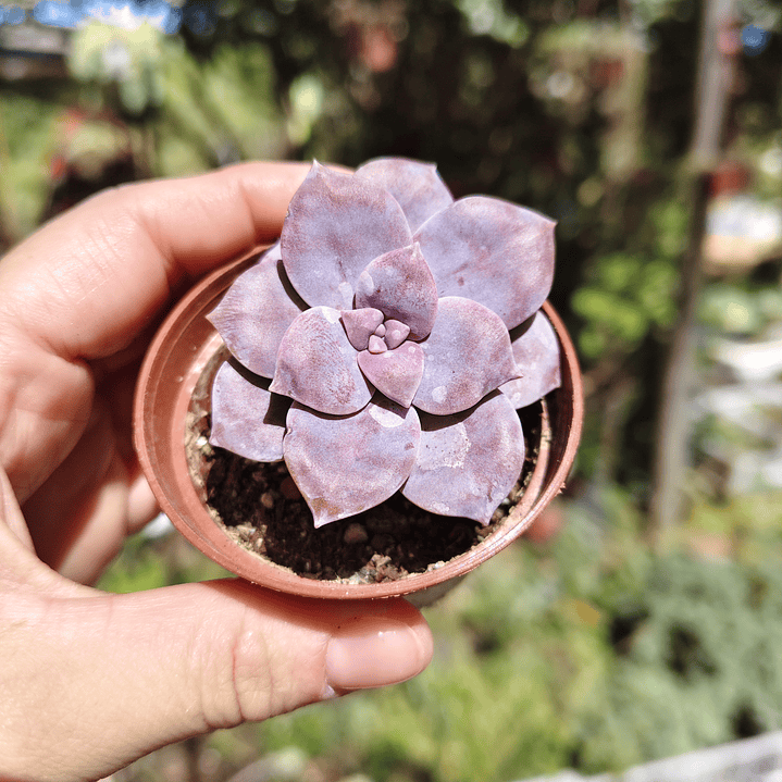 Graptopetalum Superbum 4