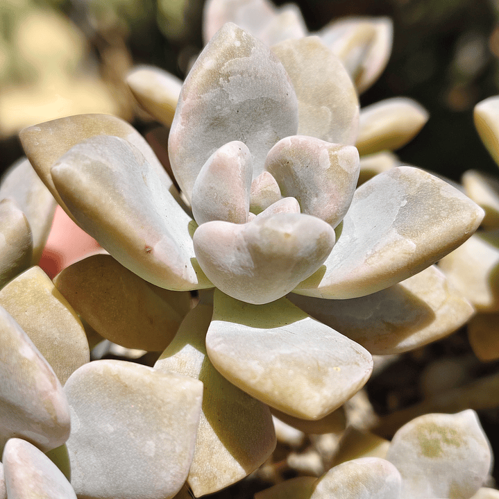 Graptoveria Victor Kane 2