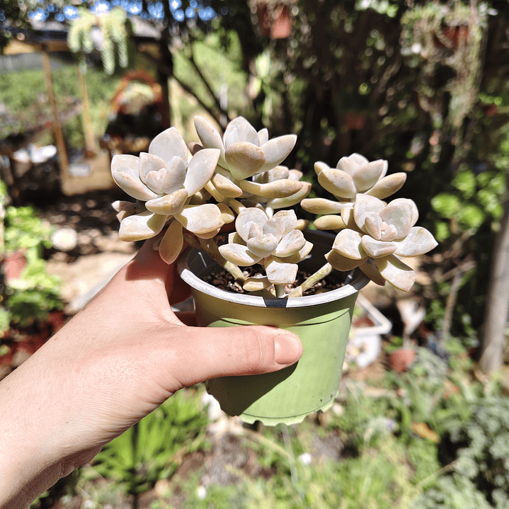 Graptoveria Victor Kane 3