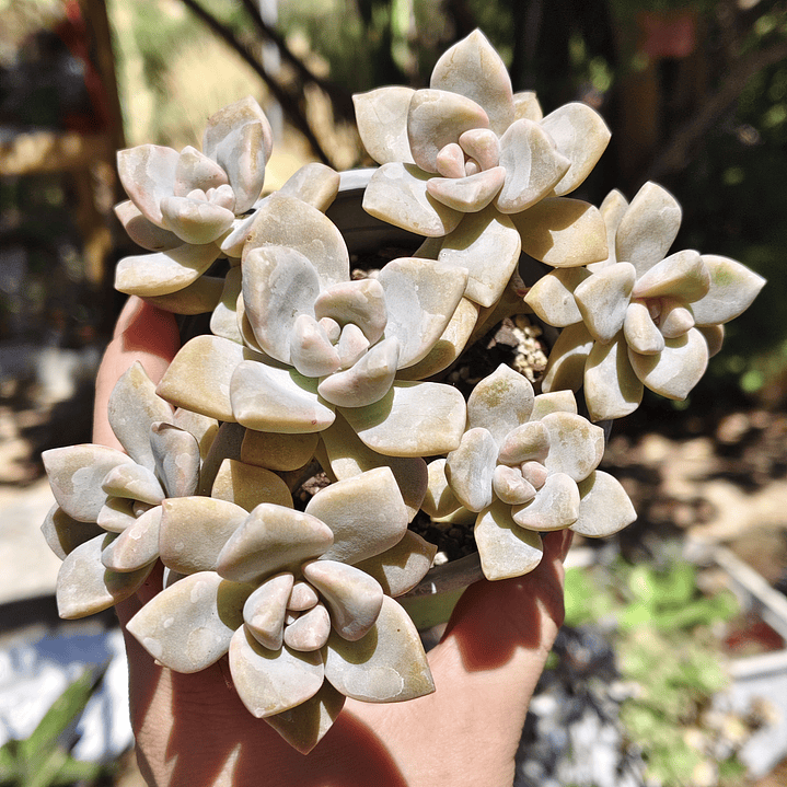 Graptoveria Victor Kane 4