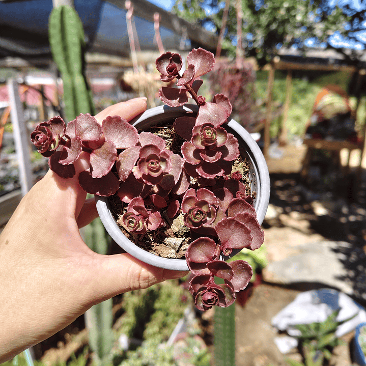 Sedum Spurium Vodoo 4