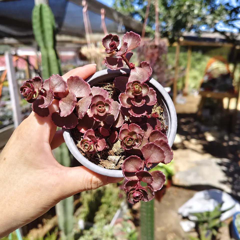 Sedum Spurium Vodoo 4