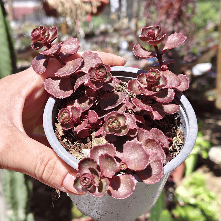 Sedum Spurium Vodoo 1
