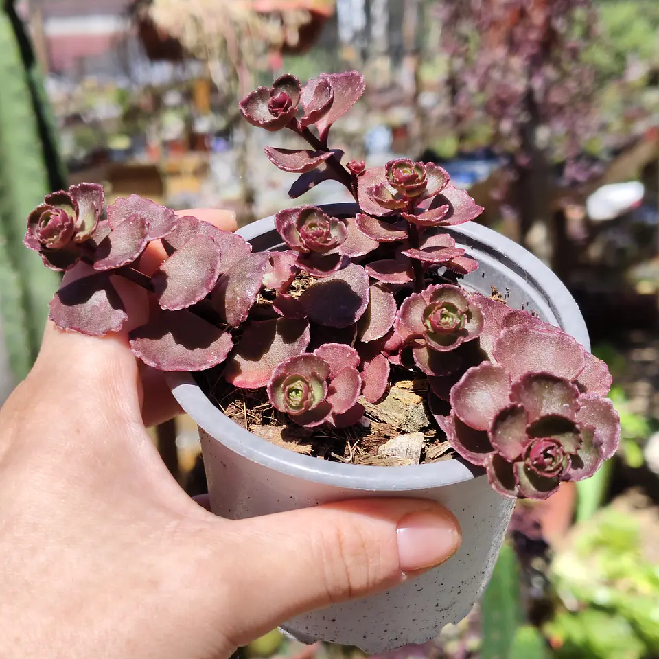Sedum Spurium Vodoo 2