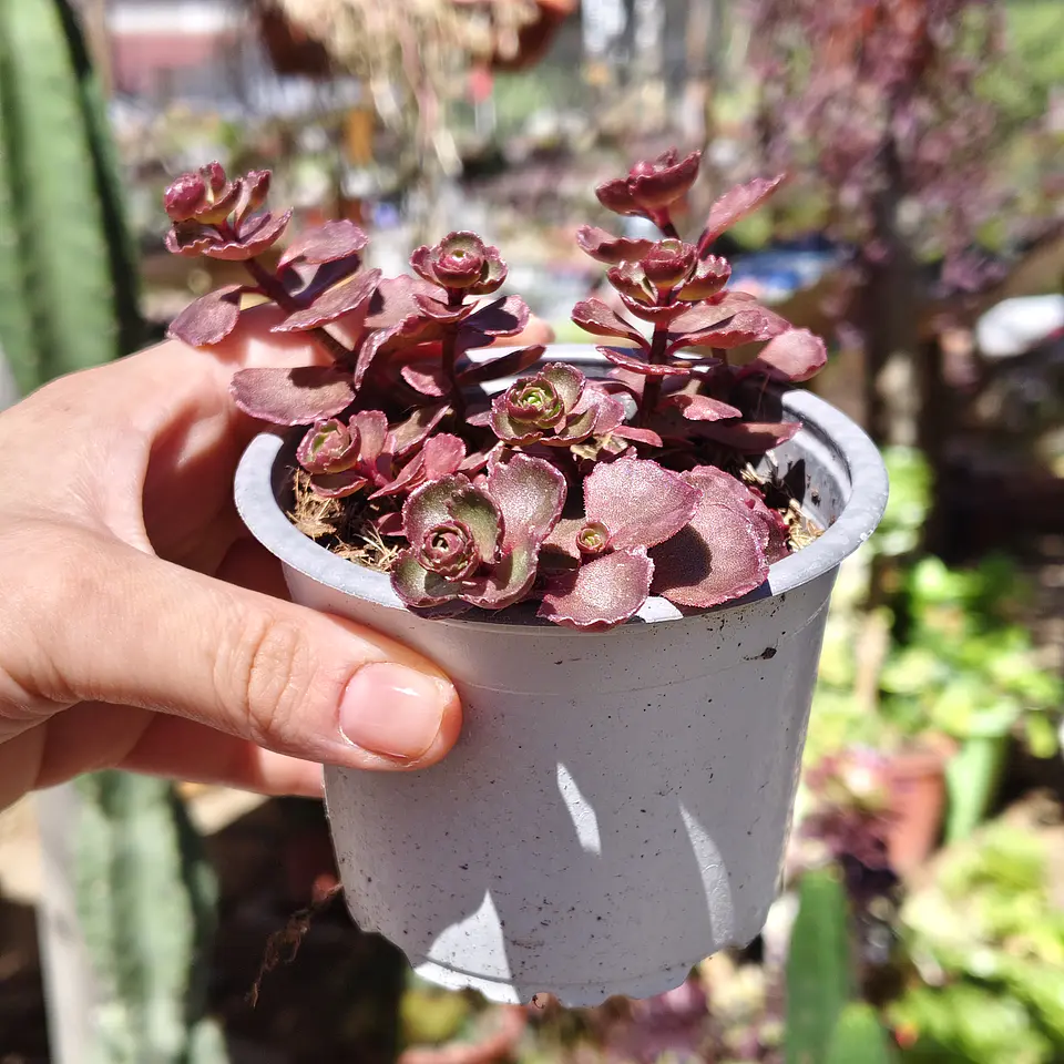 Sedum Spurium Vodoo 3