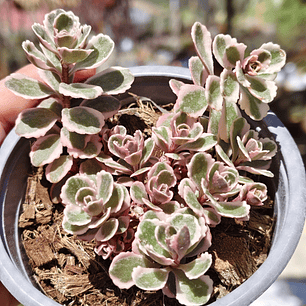 Sedum Spurium Tricolor
