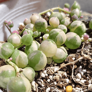 Senecio Rowleyanus Variegado 