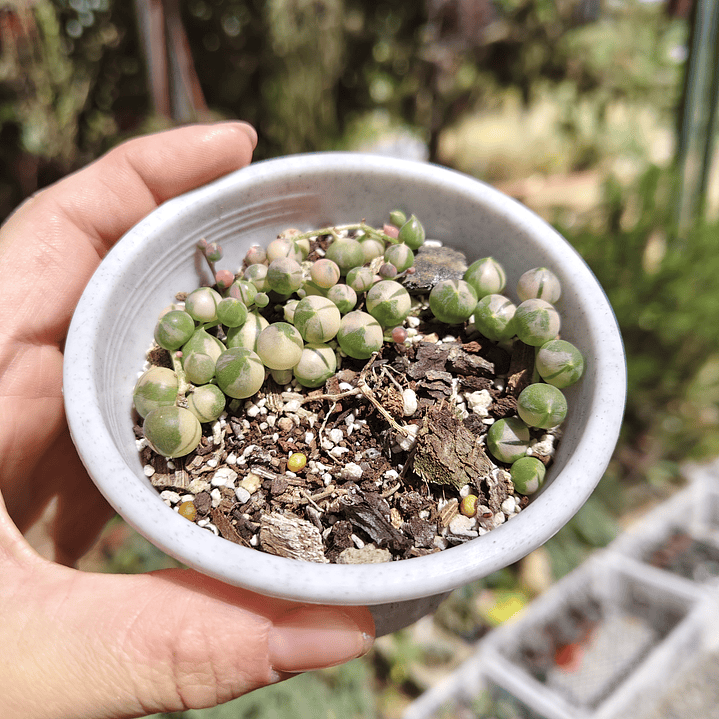 Senecio Rowleyanus Variegado 