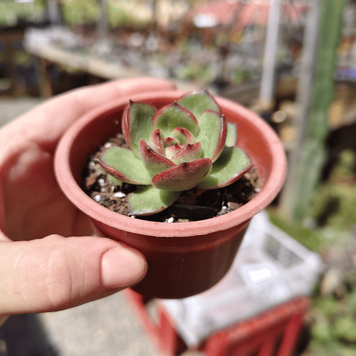 Echeveria Puli-Lindsayana 4